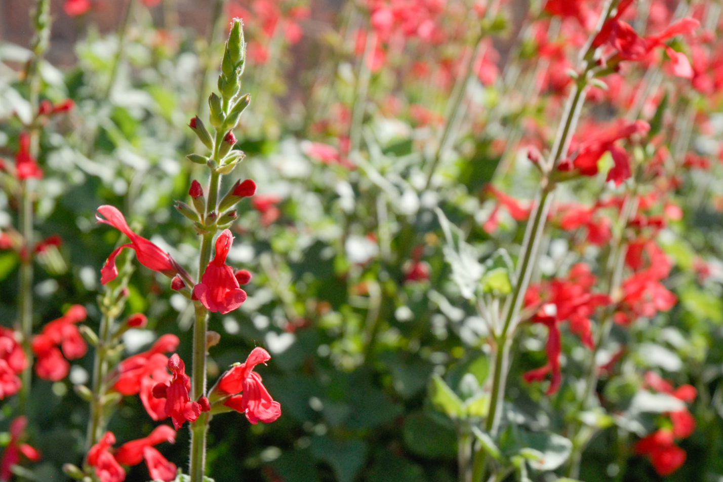 Vermillion Bluffs Mexican Sage